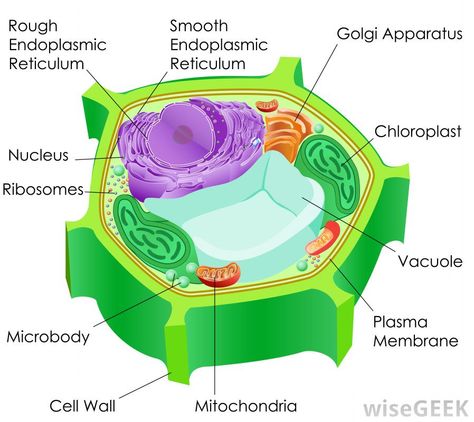 Plant Cell Diagram, Cell Diagram, Biology Plants, Cell Transport, Prokaryotic Cell, Cell Parts, Cells Worksheet, Plant Cells, Cell Organelles