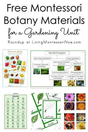 Roundup of free botany materials for homeschools and classrooms; free plant printables for a variety of ages - Living Montessori Now #Montessori #homeschool #preschool #kindergarten #gardening #botany Art Drawings Black And White, Free Plant Printables, Montessori Homeschool Preschool, Montessori Garden, Montessori Botany, Botany Lessons, Garden Unit, Montessori Science, Montessori Printables