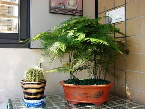 Asparagus Fern Bonsai, Fern Seeds, Asparagus Setaceus, Plant Wishlist, Plant Goals, Succulent Bonsai, Asparagus Fern, Decor Plants, Green Things