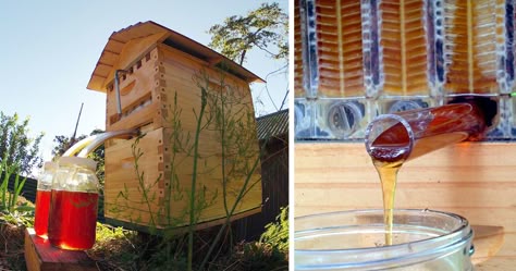 New Beehive Lets You Harvest Honey Automatically Without Disturbing Bees | Bored Panda Flow Hive, Beehive Design, Future Farms, Bee Farm, Bee Hives, Hobby Farms, Honey Bees, Bees Knees, Save The Bees