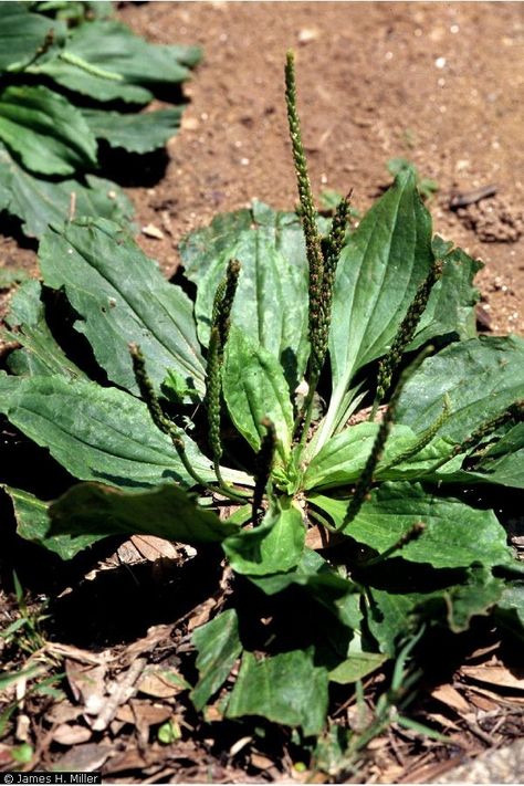 Plantain: One of My Top 10 Herbs for Staying Healthy Common Garden Weeds, Wild Foraging, Plantain Leaves, Weeds In Lawn, Garden Weeds, Forest Plants, Herbs For Health, Wild Edibles, Wild Food