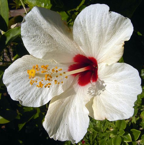 Beautiful White Hibiscus! White Hawaiian Hibiscus, White Hibiscus Bouquet, White Tropical Flowers, White Hibiscus Flower, Hibiscus Bouquet, Flowers Hibiscus, Jungle Flowers, Strange Flowers, Grow Gorgeous