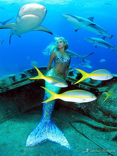 Hannah Fraser, a real life mermaid, swims with sharks and whales to promote ocean conservation - ABC30 Fresno Real Life Mermaids, Mermaid Photography, Mermaid Photos, Mermaid Swimming, Mermaid Fairy, Real Mermaids, Mermaid Pictures, Ocean Floor, Mermaid Tale