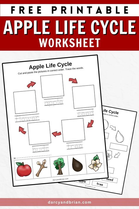 Printable Life Cycle of an Apple Worksheet Apple Worksheet, Life Cycle Of An Apple, Bucket Crafts, Craft Paper Design, Apple Life Cycle, Recycled Paper Crafts, Kids Handwriting, Paper Party Decorations, Big Juicy