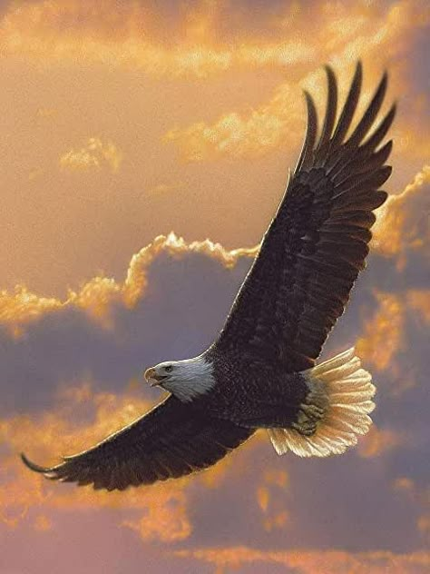 Bald Eagle, North American, East Urban Home, Canvas, Wall, Art