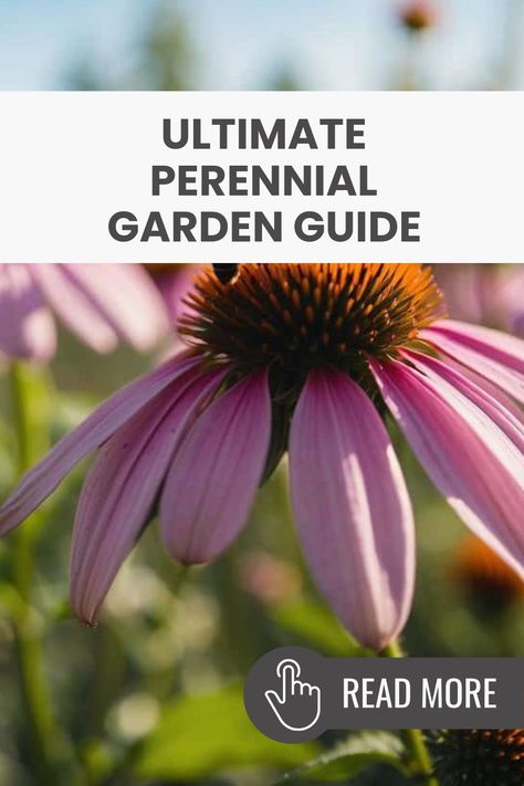 Creating a colorful garden that's beautiful all year round is super easy and fun! Use these simple perennial garden ideas featuring stunning flowers like coneflowers in purple, pink, and white. Bring in the buzz of bees and butterflies to create a lively scene in your yard that everyone will love. Discover how to choose the right flowers, arrange them perfectly, and keep your outdoor space blooming no matter the season. You'll be amazed at how a little creativity can brighten your garden all year long! Wildflower Garden Front Yard, Golden Gravel, Perennial Garden Ideas, Rustic Garden Fence, Dreamy Backyard, Garden Tricks, Shasta Daisies, Lush Landscaping, Stunning Flowers