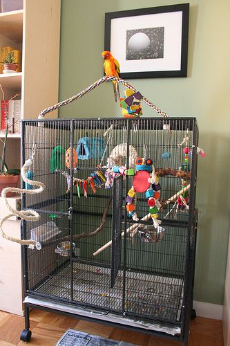 A conure whose cage is too small could develop behavioral issues, such as screaming or plucking. Check out these good examples of conure cage setups. Conure Cage, Parrot Cages, Conure Bird, Budgie Cage, Diy Bird Cage, Cockatiel Cage, Bird Cage Design, Parakeet Cage, Pet Bird Cage