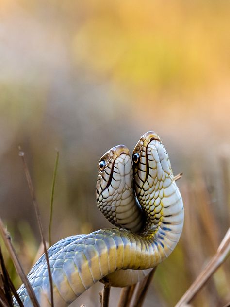 Two Snakes, Rat Snake, Dance Together, The Pack, The Dance, Gecko, Snakes, Reptiles, Sri Lanka