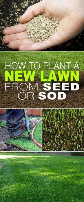 How To Plant a New Lawn From Seed or Sod! • Starting a new lawn from seed or sod isn’t complicated, it’s just a bit of elbow grease and some simple steps. Click thru to see the steps and tips! #newlawn #planting #tips #care #prep #grass #sod #seed #thegardenglove Growing Grass From Seed, How To Grow Grass, Planting Grass Seed, Planting Grass, Seeding Lawn, Growing Grass, Diy Lawn, Aerate Lawn, Lawn Care Tips