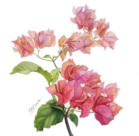 Bougainvillea Watercolor, Easy Flower Painting, Aquarelle Art, Watercolor Art Paintings, Watercolor Flower Art, Flower Art Images, Watercolor Art Lessons, Watercolor On Paper, Botanical Drawings