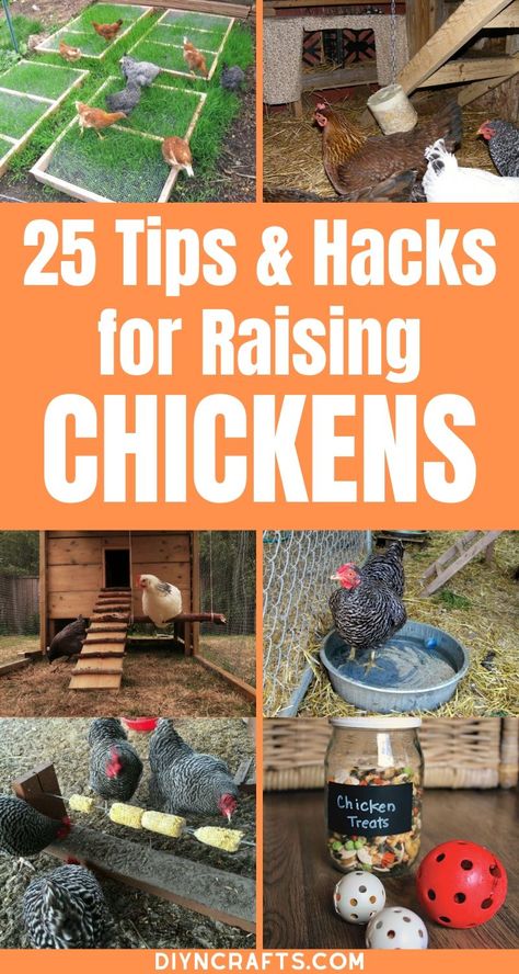 Learn how to keep your chicken coop cool, save money on feed, and make sure your chickens lay more eggs with this great list of hacks and tips for your backyard chicken coops! #BackyardChickens #Chickens #ChickenCoop #RaisingChickens #Hacks #Lifehacks #Homestead #Homesteading #Eggs #LayingHens #Roosters Chicken Pecking, Cute Chicken Coops, Chicken Coop Garden, Backyard Chicken Coop Plans, Chicken Coup, Diy Chicken Coop Plans, Hacks Lifehacks, Urban Chickens, Backyard Chicken Farming