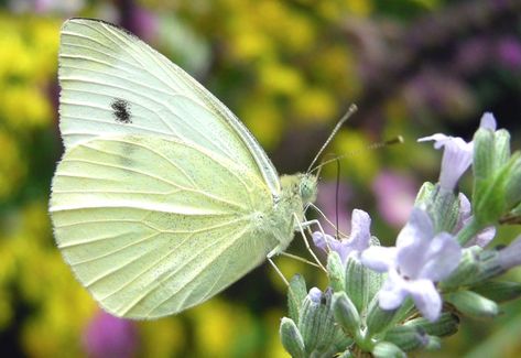 Cabbage moth (Pieris brassicae) is a large white butterfly species that naturally reproduces in cabbage leaves. It uses those leaves as food for caterpillars of the next generation. Wings have a few black spots on them. Cabbage moth can completely destroy a harvest in the vegetable patch. Read also: Cabbage, a great winter crop Organic … Cabbage Moth, Large White Butterfly, Cabbage White Butterfly, Cabbage Butterfly, Cabbage Plant, Crystal Makeup, Winter Crops, Ancient Tattoo, Butterfly Species