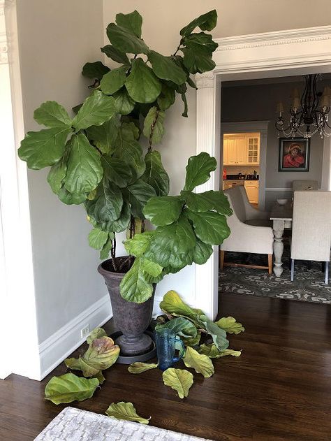 Why Your Fiddle Leaf Fig May Drop Leaves in Fall and How to fix It | Balcony Garden Web Fiddle Leaf Tree Office, Fiddle Leaf In Living Room, Why Is My Fiddle Leaf Fig Dropping Leaves, How To Propagate Fiddle Leaf Fig, Fig Tree Indoor, Fiddle Fig Tree, Fiddle Leaf Fig Plant, Fiddle Tree, Small House Garden