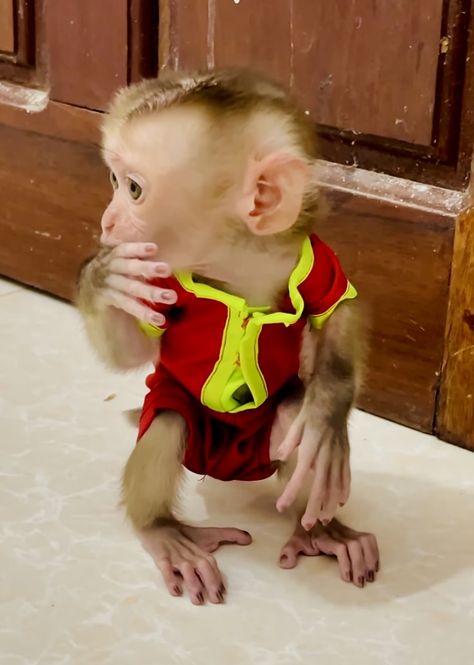 Pet Monkey For Sale, Monkeys For Sale, Capuchin Monkey, Pet Monkey, Cute Monkey, Baby Monkey, Baby Puppies