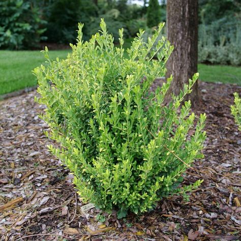 Ilex GLOW POP™ - Garden Crossings Evergreen Foundation Planting, Meadow Nursery, Japanese Holly, Ilex Crenata, Farm Diy, Low Maintenance Shrubs, Edging Plants, Broadleaf Evergreen, Garden Calendar