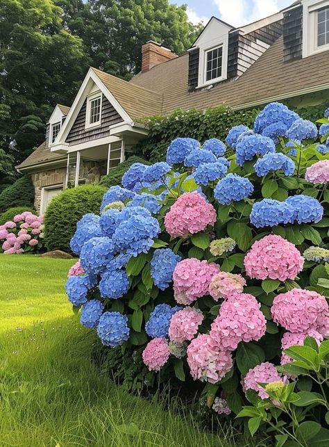 Large Hydrangea, Hydrangea Bush, American Home, Painting Inspo, Gardening Tips, Hydrangea, Focal Point, Flowers, Beauty