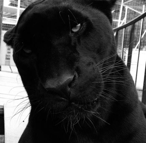 Black Panther Cat, Panther Cat, Money Cat, Spiritual Animal, Black Jaguar, Spirit Animals, Weird Dreams, Black Animals, Doberman Pinscher