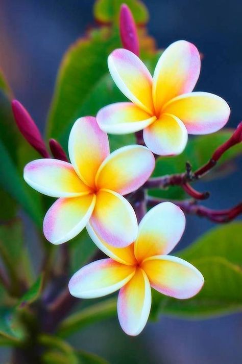 Fiori Frangipani, Flores Plumeria, Plumeria Tattoo, Awesome Tattoo, Plumeria Flowers, Hawaiian Flower, Most Beautiful Flowers, Tropical Flower, Hawaiian Flowers