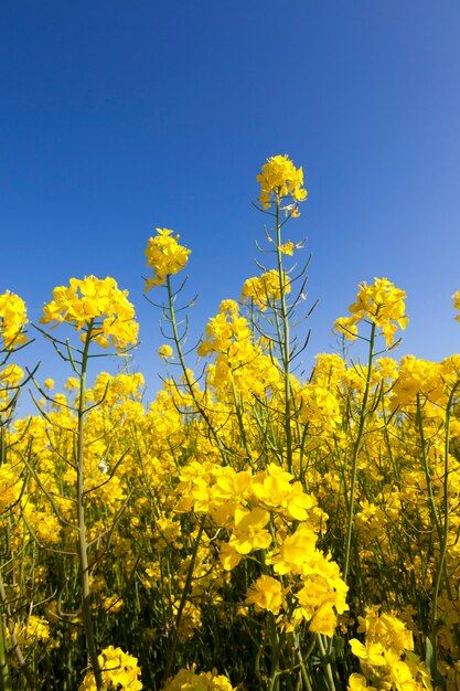 Beautiful landscape with yellow rapeseed... | Premium Photo #Freepik #photo #agricultural-land #agriculture-field #farmland #farm-field Rapeseed Field, Agriculture, Beautiful Landscapes, Blue Sky, Stock Photos, Yellow, Blue