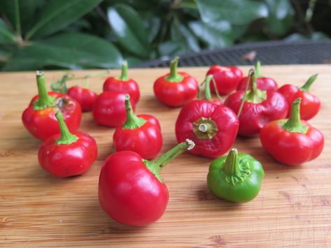 How To Can Cherry Peppers, Canned Cherry Peppers, Pickled Cherry Peppers, Canned Hot Cherry Peppers, Marinated Cherry Peppers, Pickled Cherry Peppers Recipe, Pickled Cherry Peppers Canning, Pickle Cherry Peppers, Small Batch Pickled Banana Peppers