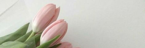 Pink Tulips Header, Tulips Header, Soft Pink Header, Notion Cover, Notion Inspo, Headers Twitter, Linkedin Background, Cute Twitter Headers, Cute Headers For Twitter