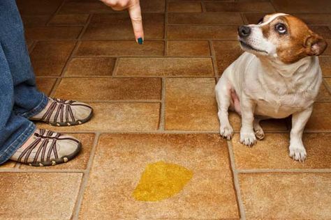 What Does It Mean When Your Dog Gives You the “Guilty Look?" | Dogster Dog Pee Smell, Puppy Obedience Training, Positive Dog Training, Dog Urine, Dog Potty Training, Dog Shaming, Dog Pee, Training Your Puppy, Older Dogs