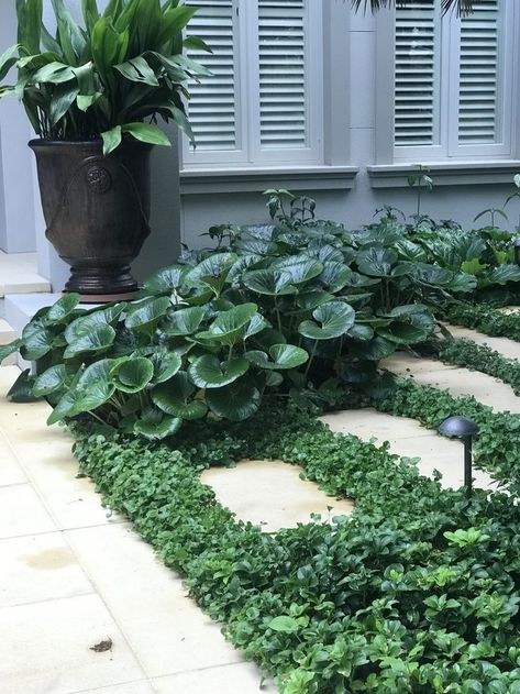 Small Front Yard Landscaping Ideas Townhouse, Step Stones Pathway, Low Maintenance Small Garden, Tropical Garden Design, Front Garden Design, Side Garden, Ground Cover Plants, Backyard Garden Design, Garden Landscape Design