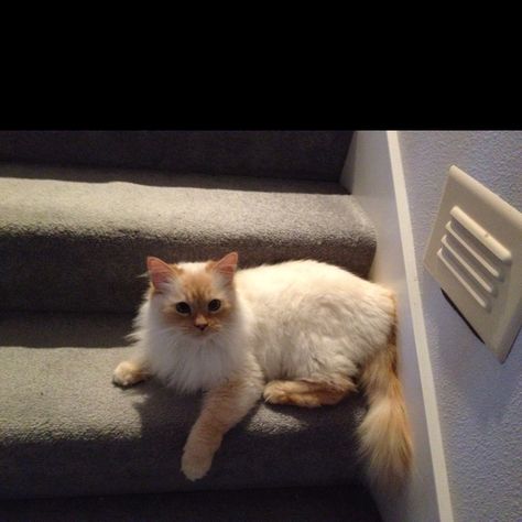 New kitty.  3-4 year old domestic long hair flame point Siamese!!  No name yet...we're giving it a few days to get to know her first... Flame Point Siamese Long Hair, Flame Tip Siamese, Siamese Long Hair, Flame Point Ragdoll Kitten, Flamepoint Siamese, Flame Point Siamese, Flame Point, Cat Light, Long Haired Cats