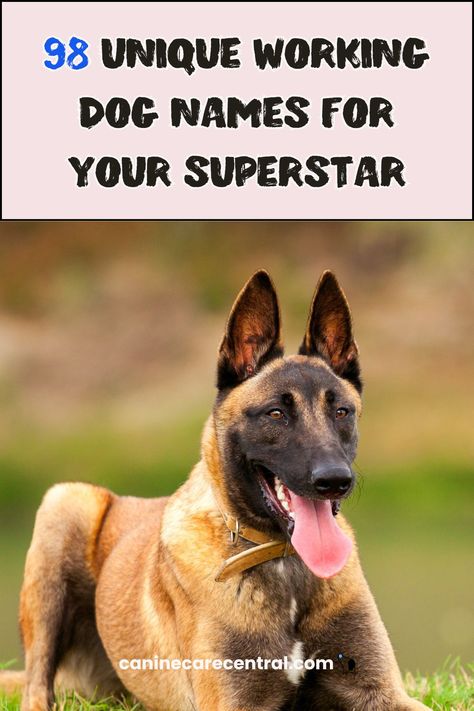 98 Unique Working Dog Names For Your Superstar - Canine Care Central Service Dog Names, Farm Dog Names, Strong Dog Names, Brown Dog Names, Tough Dog Names, Dog Quizzes, Funny Dog Names, Mobile Vet, Livestock Guardian Dog