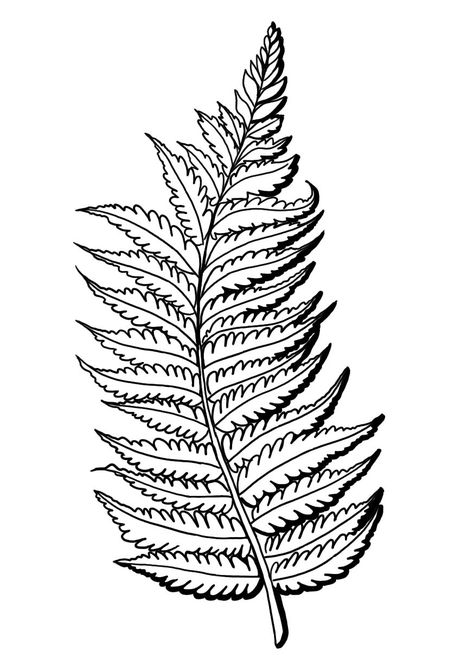 fern...in memory of my Grandma...and also to always take time to appreciate the little, unseen beauties in life Fern Drawing, Leaf Coloring Page, Fern Tattoo, Geometric Sleeve Tattoo, Cellphone Background, Geometric Sleeve, Rock Painting Ideas Easy, Leaf Drawing, Plant Drawing