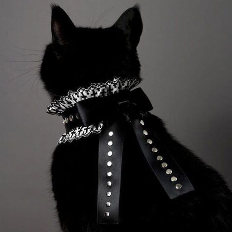 Black Cat Aesthetic, Fancy Cats, A Black Cat, Cat Fashion, Pet Fashion, Cat Aesthetic, Cat Collar, الرسومات اللطيفة, 귀여운 동물