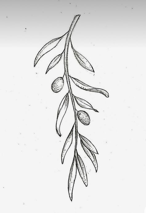 Walnut Branch Tattoo, Olive Branch Reference, Olive Branch Tattoo Stencil, Greek Plant Tattoo, Greek Olive Tattoo, Olive Flower Tattoo, Loaves And Fishes Tattoo, Olive Branch Spine Tattoo, Fine Line Olive Branch