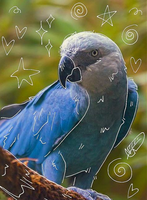 Bird Therian, Spix Macaw, Therian Art, Cat Mask Diy, Therian Pfp, Therian Stuff, Blue Macaw, Cute Laptop Wallpaper, Mask Diy