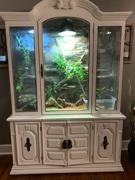 Terrarium Furniture Ideas, Pet Moth Enclosure, Aesthetic Terrarium Reptile, China Cabinet Reptile Enclosure, Diy Curio Cabinet Terrarium, China Cabinet Terrarium, Homemade Reptile Enclosure, Custom Snake Enclosures, Cute Snake Enclosure Ideas