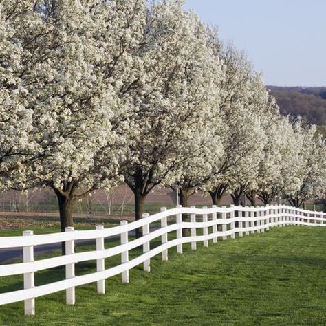 Cleveland Pear Tree, Tree Leaf Identification, Flowering Pear Tree, Leaf Identification, Trees For Front Yard, Leyland Cypress, Tree Lined Driveway, Privacy Trees, White Fence