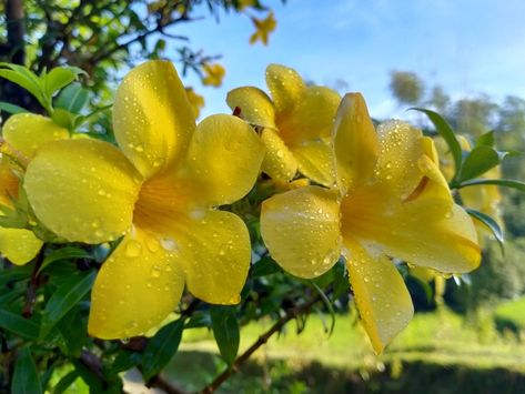 dew drops on yellow bells Yellow Bells Flowers, Yellow Bell Flowers, Bell Shaped Flowers, We Love Each Other, Nothing But Flowers, Dew Drops, Botany, Flower Garden, Bee