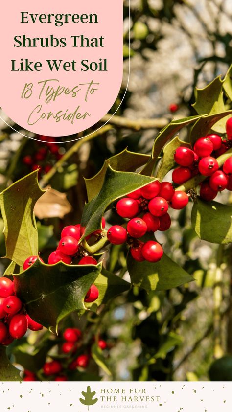 Evergreen shrubs that like wet soil via @home4theharvest Best Shrubs For Hillside, Shrubs For Clay Soil, Plants That Grow Well In Clay Soil, Slow Growing Evergreen Shrubs, Plants For Waterlogged Soil, Small Evergreen Shrubs, Shrubs For Privacy, Emerald Green Arborvitae, Fast Growing Evergreens