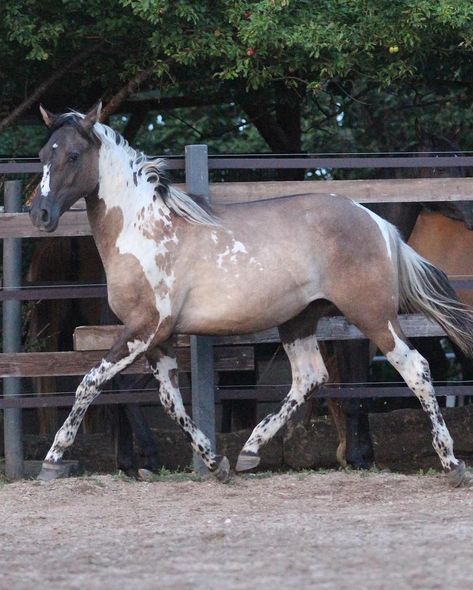 She is sooo pretty! Owner @cb_arabians #prettyhorse #grulla #grullo #tobiano #spots #spottedhorse #equine #horse #pferd #cheval… | Instagram Cool Horse Coats, Cool Horses, Horse Reference Photos, Grullo Horse, Tobiano Horse, Unique Horses, Brown Animals, Grulla Horse, Spotted Horse