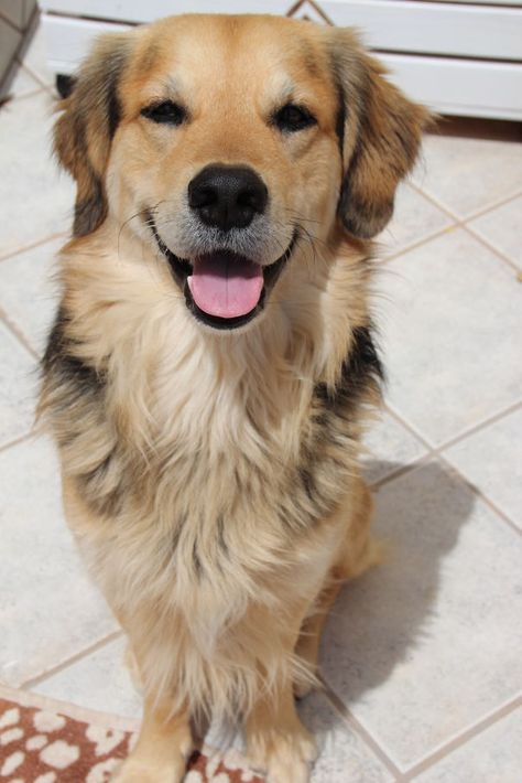 Dave - Mix Of Golden Retriver, German Shepard And Collie Dog Crossbreeds, Golden Retriever Mix, Collie Mix, Dog Mixes, Purebred Dogs, Mixed Breed Dogs, Retriever Puppy, Shepherd Puppies, Mixed Breed