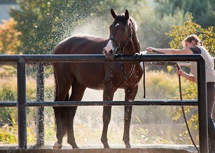 Take Precautions Against Equine Heat Stress - TheHorse.com | Learn what steps to take to ensure your horses stay cool and comfortable when temperatures rise. #horses #summer #heatstress Horse Ownership, Horse Washing, Run In Shed, Horse Care Tips, Funny Horses, Akhal Teke, Horse Grooming, Hunter Jumper, Horse Health