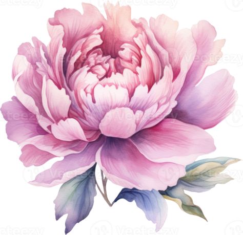 Peony Drawings, Lounge Mural, Animal Stencil Art, Peony Drawing, Peony Illustration, Flowers Watercolour, Watercolor Flowers Pattern, Purple Peonies, Peony Painting