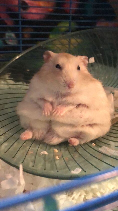 Chunky Hamster, Winter White Hamster, Fat Hamster, Hamster Wallpaper, Fat Rat, Hamster Pics, Fat Animals, Hamster Care, Funny Rats