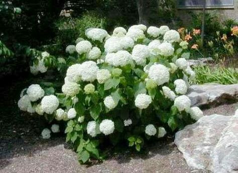 Big Leaf Hydrangea, Bigleaf Hydrangea, Hydrangea Varieties, Smooth Hydrangea, Hydrangea Arborescens, Panicle Hydrangea, Climbing Hydrangea, Acid Loving Plants, Oakleaf Hydrangea