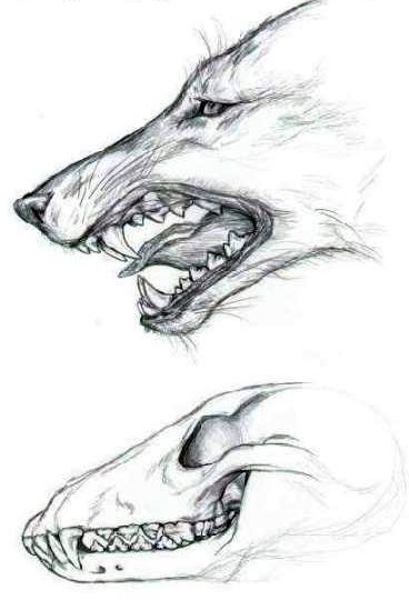 Wolf Mouth Drawing, Animal Teeth Drawing, Wolf Teeth Reference, Wolf Study, Wolf Teeth Drawing, Wolf Skull Drawing Reference, Wolf Jaw Drawing, Wolf Eye Drawing, Wolf Head Drawing