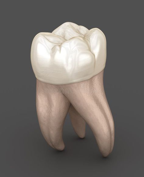 Dental Anatomy First Maxillary Molar Tooth Medically Accurate Dental Illustration Stock Illustrations – 19 Dental Anatomy First Maxillary Molar Tooth Medically Accurate Dental Illustration Stock Illustrations, Vectors & Clipart - Dreamstime Dental Illustration, Teeth Graphic, Teeth Anatomy, Molar Tooth, Dental Anatomy, Human Teeth, Graphic Drawing, Abstract Animal Art, Dental Teeth