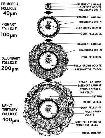 Follicle Growth and Development | GLOWM Follicular Phase, Luteal Phase, Follicle Stimulating Hormone, Human Embryo, The Menstrual Cycle, Female Fertility, Growth And Development, Biology Notes, Growth Factor