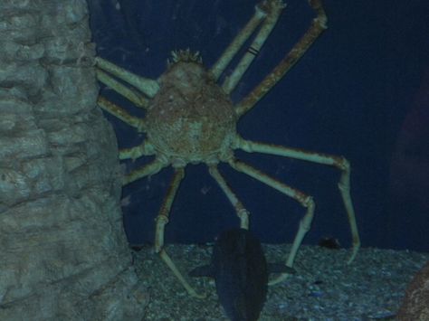 monster crab Scary Aquarium, Podcast Aesthetics, Scary Stuff, Crab, Podcast, Water