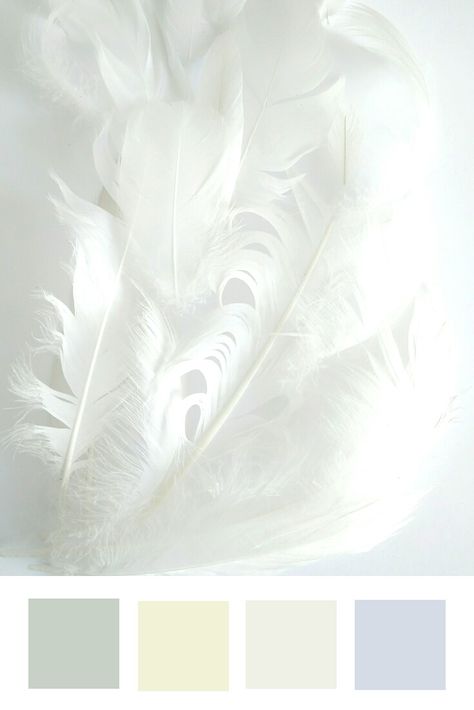 Fallen Angel Color Palette, Angel Color Palette, Swan Feathers, Colour Pallettes, Feather Background, Horse Horse, Nature Color Palette, Colorful Feathers, White Feathers