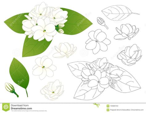 Jasminum Sambac - Arabian Jasmine Outline. Vector Illustration. Isolated on White Background. Stock Vector - Illustration of gardenia, coloring: 104826163 Jasmine Flower Outline, Arabian Jasmine Flower, Jasmine Flower Drawing, Flower Drawing Simple, Jasmine Drawing, Jasmine Tattoo, Arabian Jasmine, Jasminum Sambac, Thailand Art