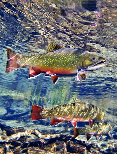 Brook Trout Brooke Trout, Trout Species, Trout Art, River Fish, Cutthroat Trout, Fly Fishing Art, Trout Fishing Tips, Fishing Photography, Fly Fishing Tips